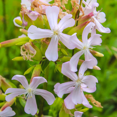 Flowers in Shenandoah National Park