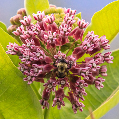 Bee gathering pollen in Shenandoah National Park