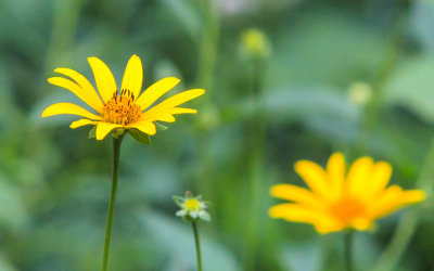 Sunflowers in Shenandoah National Park