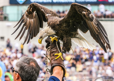 Georgia Southern Bald Eagle Freedom spreads its wings during the game