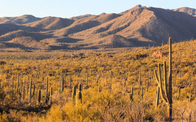 Looking toward Saguaro National Park before sunset from Tucson Mountain Park