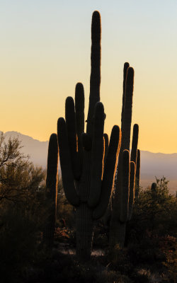 A mighty Saguaro viewed by the light of the setting sun in Saguaro National Park