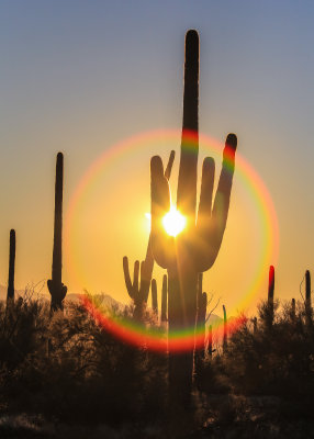 The setting sun through the arms of a giant Saguaro in Saguaro National Park