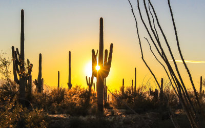 The Saguaro cactus of the Sonoran Desert at sunset in Saguaro National Park