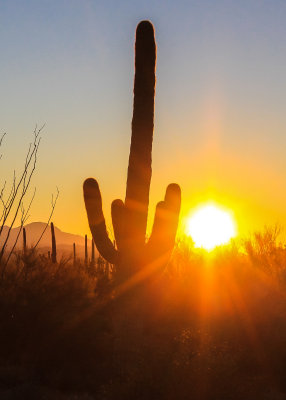 The sun setting in Saguaro National Park