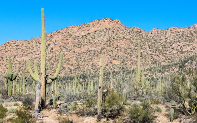 Saguaro cactus dot the landscape in Saguaro National Park