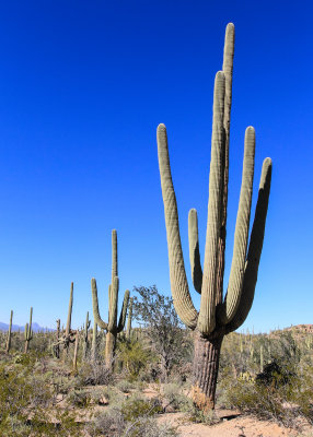 An older Saguaro in Saguaro National Park
