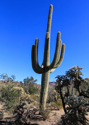 A Saguaro flanked by Cholla jumping cactus in Saguaro National Park