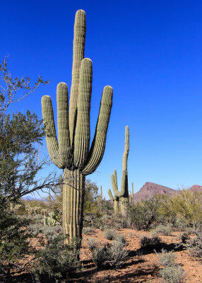 Saguaros of the Sonoran Desert in Saguaro National Park