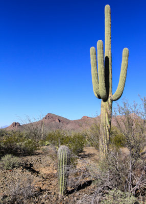 A young Saguaro (foreground) in Saguaro National Park