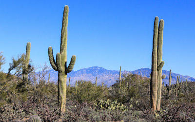 Saguaro cactus framed by the Catalina mountain range in Saguaro National Park