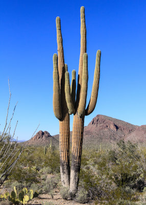 Twin Saguaros in Saguaro National Park