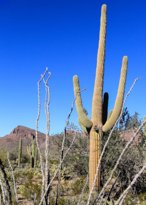 Vegetation in Saguaro National Park
