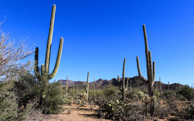 Saguaro cactus along a trail in Saguaro National Park