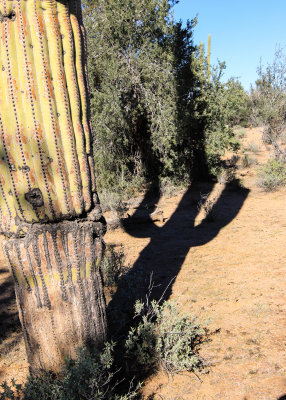 The shadow of a Saguaro is cast onto a tree in Saguaro National Park