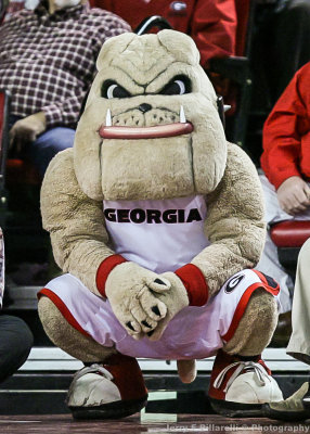 Georgia Mascot Hairy Dog watches from the sidelines