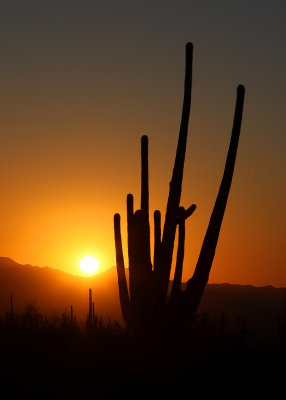 Saguaro – Arizona (2019)