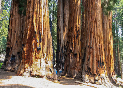 Sequoia – California (2013 & 2018)