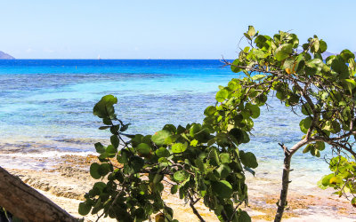 A Sea Grape tree frames the view of Hawksnest Bay in Virgin Islands National Park
