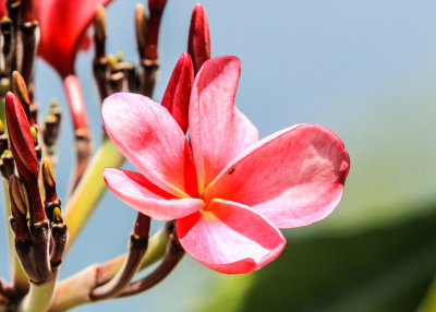 A Frangipani flower in Virgin Islands National Park