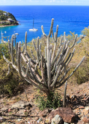 A Pipe Organ cactus overlooking the Great Cruz Bay in Virgin Islands National Park