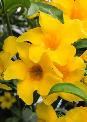 Alamanda flowers in Virgin Islands National Park