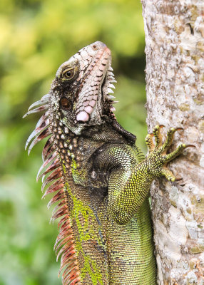 An Iguana makes its way up a tree in Virgin Islands National Park