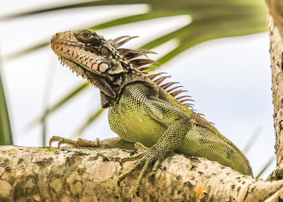 An Iguana perched on a tree limb in Virgin Islands National Park