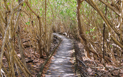 The Francis Bay Trail through a Mangrove forest in Virgin Islands National Park