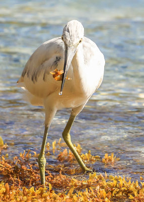 A White Heron catches a fish in the waters off Francis Bay in Virgin Islands National Park