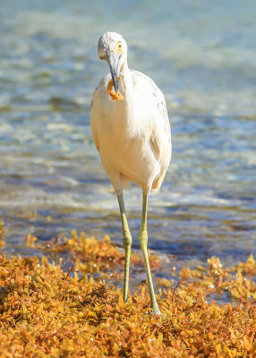A White Heron in the waters of Francis Bay in Virgin Islands National Park