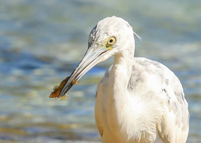 A White Heron feeds in Francis Bay in Virgin Islands National Park