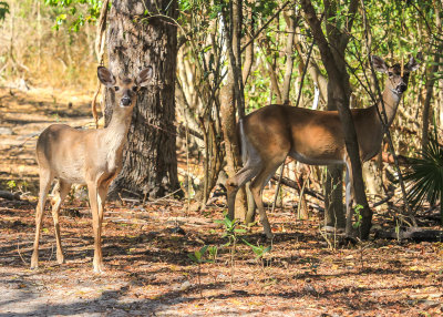 White Tailed Deer along the Francis Bay Trail in Virgin Islands National Park