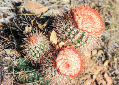 A Turks Cap Cactus in Virgin Islands National Park