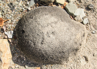 A beached Brain Coral along the Ram Head Trail in Virgin Islands National Park