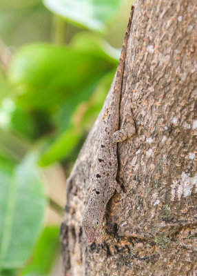 An Anole lizard camouflaged on a tree in Virgin Islands National Park