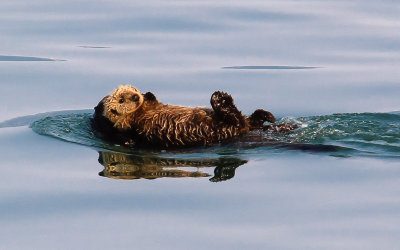 A baby sea otter floats on its mother’s belly in Glacier Bay National Park