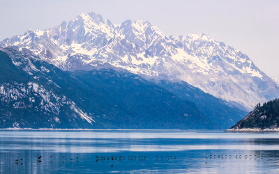 Cormorants glide along the water in Glacier Bay National Park