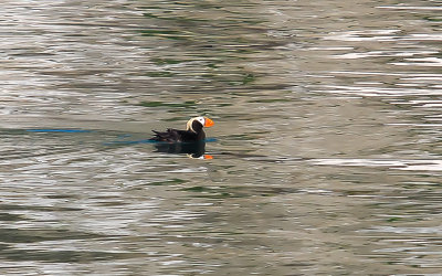 A Tufted Puffin in Glacier Bay National Park