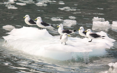 Sea Gulls ride a growler (small iceberg) in Glacier Bay National Park