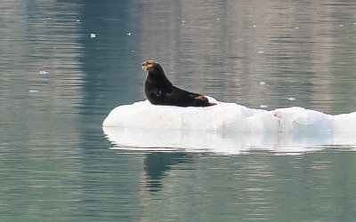 A harbor seal strikes a pose in Glacier Bay National Park