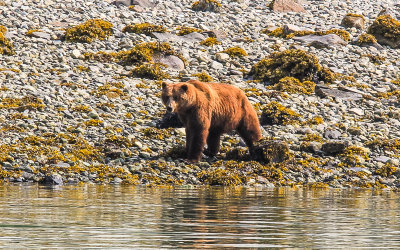 A brown bear patrols the shoreline in Glacier Bay National Park