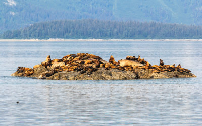Stellar (large) and Harbor Seals (small) share a small island in Glacier Bay National Park