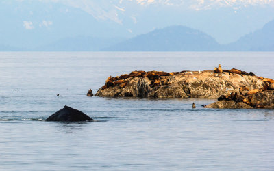 A Humpback Whale glides around an island of seals in Glacier Bay National Park