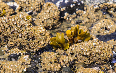 Plant life among small barnacles at low tide in Glacier Bay National Park