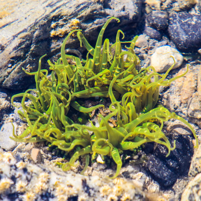 A green anemone in a tide pool in Glacier Bay National Park