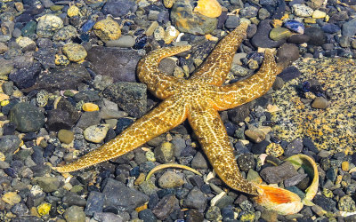A sea star at low tide in Glacier Bay National Park