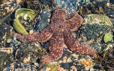 A sea star among urchins in a tide pool in Glacier Bay National Park