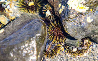 Sea urchins wedged among the rocks in Glacier Bay National Park
