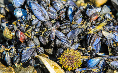 A sea urchin in a tide pool with mussels in Glacier Bay National Park